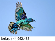 A Spangled Cotinga in mid-flight, its iridescent plumage reflecting the sunlight. Стоковое AI-изображение, AI-художник Veniamin Kraskov / Фотобанк Лори