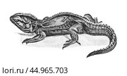 Hatteria, or tuatara, Sphenodon punctatus, illustration from Manual of zoology, Moscow. Russia, 1899. Стоковое фото, фотограф Константин Тимофеев / Фотобанк Лори