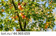 A tree with many apples on it. Стоковое фото, фотограф Скрипачев Антон / Фотобанк Лори