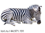 Зебра на белом фоне. Zebra isolated on white background. Стоковое фото, фотограф Татьяна Д / Фотобанк Лори