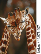 Two giraffes close together, gently nuzzling in a display of affection and connection. Стоковое AI-изображение, AI-художник Veniamin Kraskov / Фотобанк Лори