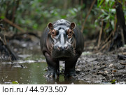 The pygmy hippopotamus is a small, shy, semi-aquatic mammal native to the forests and swamps of West Africa. Стоковое AI-изображение, AI-художник Veniamin Kraskov / Фотобанк Лори