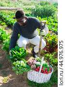 African american male farmer hoeing spinach bushes in the kitchen garden. Стоковое фото, фотограф Яков Филимонов / Фотобанк Лори