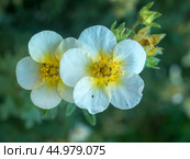 White cinquefoil flowers close up. Стоковое фото, фотограф Argument / Фотобанк Лори