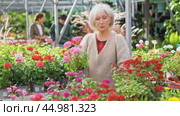 Senior woman is touched and mesmerized by dense inflorescences of decorative half-shrub pentas. Стоковое видео, видеограф Яков Филимонов / Фотобанк Лори
