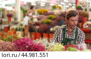 Careful middle-aged salesman holding bouquet of dry flowers in plants market. Стоковое видео, видеограф Яков Филимонов / Фотобанк Лори
