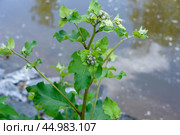 A wild burdock bush above a body of water in the park. Стоковое фото, фотограф Сергей Долгов / Фотобанк Лори