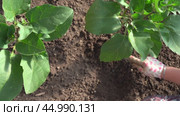 loosen the soil around the plant in the garden. Стоковое видео, видеограф Владимир Федоров / Фотобанк Лори