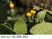 Цветущая Опунция (лат. Opuntia). Турция. (2024 год). Стоковое фото, фотограф Роман Рожков / Фотобанк Лори