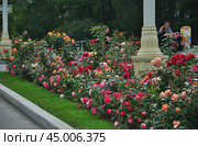 Розы на ВДНХ (Rosa) (2019 год). Редакционное фото, фотограф Алёшина Оксана / Фотобанк Лори