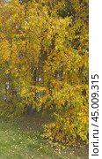 Vertical video of autumn landscape with bright yellowed birch tree in city park on sunny October day. Change seasons concept. Floral autumnal background. Time of golden autumn, calendar. Стоковое видео, видеограф Виктория Катьянова / Фотобанк Лори