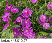 Делосперма Купера (Delosperma cooperi) Стоковое фото, фотограф Мария Кылосова / Фотобанк Лори