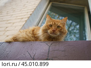Portrait of red big serious cat in autumn day. The cat sits on the balcony and watches what is happening around. Стоковое фото, фотограф YuryKara / Фотобанк Лори