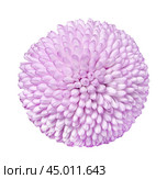 Close up view on a pink Chrysanthemum flower, isolated on a white background (design element) Стоковое фото, фотограф Михаил Строгалев / Фотобанк Лори