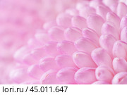 Close up view on a bouquet of the soft pink Chrysanthemum flowers as background (shallow depth of field) Стоковое фото, фотограф Михаил Строгалев / Фотобанк Лори