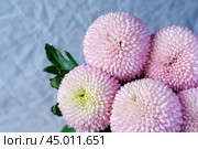 Close up view on a bouquet of the pink Chrysanthemum flowers on a soft blue background. Стоковое фото, фотограф Михаил Строгалев / Фотобанк Лори