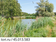 Тростник обыкновенный (Phragmites australis) на берегу реки (2019 год). Стоковое фото, фотограф Алёшина Оксана / Фотобанк Лори