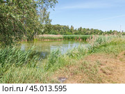 Тростник обыкновенный (Phragmites australis) в реке (2019 год). Стоковое фото, фотограф Алёшина Оксана / Фотобанк Лори