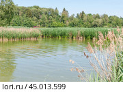 Залив реки заросший тростником обыкновенным (Phragmites australis) (2019 год). Стоковое фото, фотограф Алёшина Оксана / Фотобанк Лори