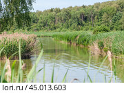 Тростник обыкновенный, или южный (Phragmites australis, или Phragmites communis) вперемешку с прошлогодним (2019 год). Стоковое фото, фотограф Алёшина Оксана / Фотобанк Лори