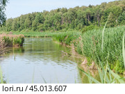 Тростник обыкновенный (Phragmites australis) на реке Сестра (2019 год). Стоковое фото, фотограф Алёшина Оксана / Фотобанк Лори