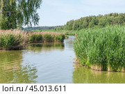 Тростник обыкновенный, или южный (Phragmites australis, или Phragmites communis) вперемешку  с прошлогодним (2019 год). Редакционное фото, фотограф Алёшина Оксана / Фотобанк Лори