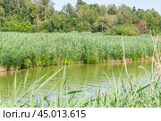 Заросли тростника обыкновенного (Phragmites australis) (2019 год). Стоковое фото, фотограф Алёшина Оксана / Фотобанк Лори