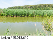 Заросли тростника обыкновенного (Phragmites australis) в подмосковье (2019 год). Редакционное фото, фотограф Алёшина Оксана / Фотобанк Лори