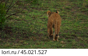 A lioness mother and her small cub are resting in the African savanna. Мама львица с маленьким львёнком отдыхает в африканской саванне. Редакционное видео, видеограф Валерий Тесаков / Фотобанк Лори