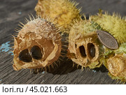 Dry echinocystis fruits with open shells and seeds on a wooden surface. Echinocystis (Latin Echinocystis) is a monotypic genus of annual herbaceous plants of the Pumpkin family. Стоковое фото, фотограф Андрей Жигальцов / Фотобанк Лори