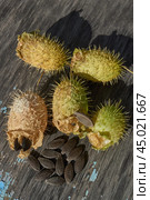 Dry echinocystis fruits with open shells and seeds on a wooden surface. Echinocystis (Latin Echinocystis) is a monotypic genus of annual herbaceous plants of the Pumpkin family. Стоковое фото, фотограф Андрей Жигальцов / Фотобанк Лори