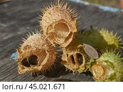 Dry echinocystis fruits with open shells and seeds on a wooden surface. Echinocystis (Latin Echinocystis) is a monotypic genus of annual herbaceous plants of the Pumpkin family. Стоковое фото, фотограф Андрей Жигальцов / Фотобанк Лори