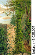 Lianes. Epheu, Mina lobata, Honeysuckle (Lonicera), old vintage illustration, 1897. Стоковое фото, фотограф Константин Тимофеев / Фотобанк Лори