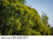 Большое, раскидистое дерево Salix acutifolia (ива сибирская, ива длиннолистная или ива остролистная) в теплом вечернем солнечном свете в августе. Стоковое фото, фотограф Алексей Винников / Фотобанк Лори