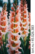 Clusters of stunning sword lilies display their vibrant pink, peach and cream petals, attracting pollinators in a peaceful garden setting during the soft light of dawn. Generative AI. Стоковое AI-изображение, AI-художник Юлия Петровская / Фотобанк Лори