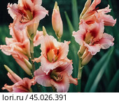 Clusters of stunning sword lilies display their vibrant pink, peach and cream petals, attracting pollinators in a peaceful garden setting during the soft light of dawn. Generative AI. Стоковое AI-изображение, AI-художник Юлия Петровская / Фотобанк Лори