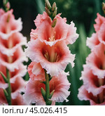 Clusters of stunning sword lilies display their vibrant pink, peach and cream petals, attracting pollinators in a peaceful garden setting during the soft light of dawn. Generative AI. Стоковое AI-изображение, AI-художник Юлия Петровская / Фотобанк Лори