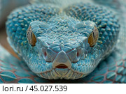 Blue viper snake staring with tongue sticking out. Стоковое AI-изображение, AI-художник Иван Рябоконь / Фотобанк Лори