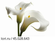 Three calla lilies are posing on a white background. Стоковое AI-изображение, AI-художник Иван Рябоконь / Фотобанк Лори