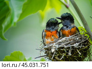 Two baby birds waiting in the nest for their parents while looking up. Стоковое AI-изображение, AI-художник Иван Рябоконь / Фотобанк Лори