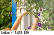 Ipomoea purpurea. Climbing plants on the veranda of a private house, prohibited for cultivation due to the content of narcotic substances. Стоковое фото, фотограф Скрипачев Антон / Фотобанк Лори