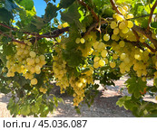 Grape harvest in Lachish district, Israel. Стоковое фото, фотограф Irina Opachevsky / Фотобанк Лори