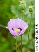 Papaver somniferum flower or opium poppy. Стоковое фото, фотограф Elena Odareeva / Фотобанк Лори