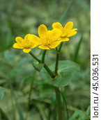 Caltha palustris yellow flowers. Стоковое фото, фотограф Elena Odareeva / Фотобанк Лори