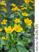 Caltha palustris yellow flowers. Стоковое фото, фотограф Elena Odareeva / Фотобанк Лори
