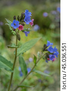 Pulmonaria mollis flower in spring. Стоковое фото, фотограф Elena Odareeva / Фотобанк Лори