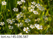 Greater Stitchwort or Stellaria holostea flowers. Стоковое фото, фотограф Elena Odareeva / Фотобанк Лори
