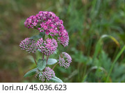 Hylotelephium triphyllum flower or Sedum Stonecrop. Стоковое фото, фотограф Elena Odareeva / Фотобанк Лори