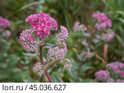 Hylotelephium triphyllum flower or Sedum Stonecrop. Стоковое фото, фотограф Elena Odareeva / Фотобанк Лори