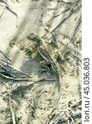 Ящерица -Такырная круглоголовка на песке ( Phrynocephalus helioscopus (Pallas, 1771) . Астраханская область. Стоковое фото, фотограф Павел Просянов / Фотобанк Лори